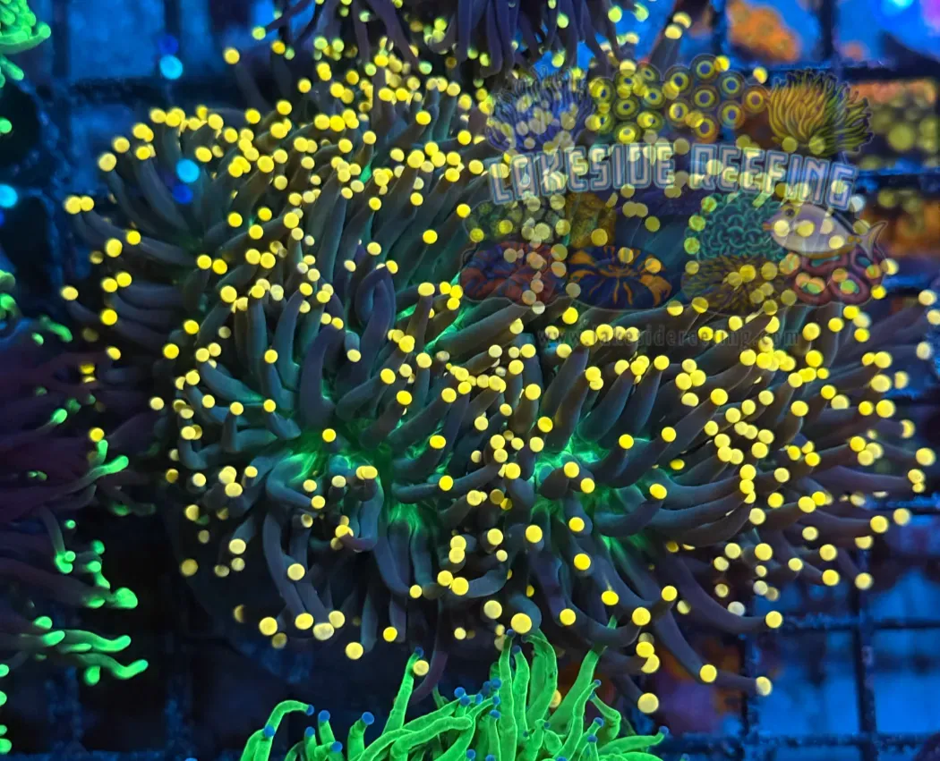 Ultra Blacklight Green Soul Torch Colony T1B3