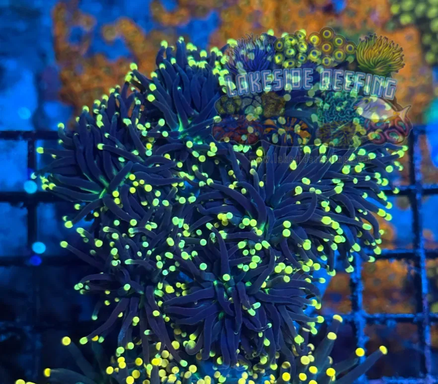 Ultra Blacklight Green Soul Torch Colony T1B4