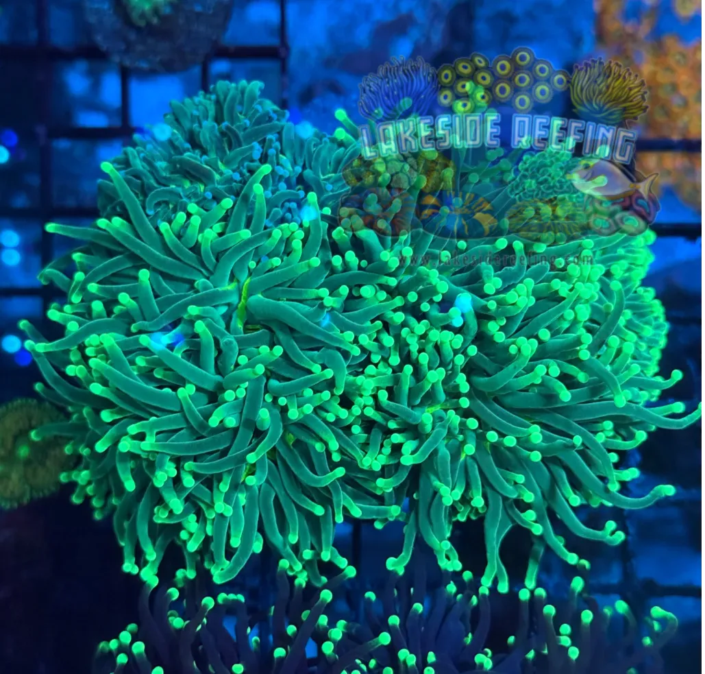 Ultra Mixed Green Torch Colony T1A4