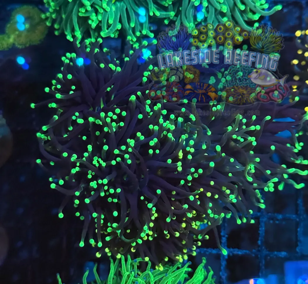 Ultra Blacklight Torch Colony T1A3