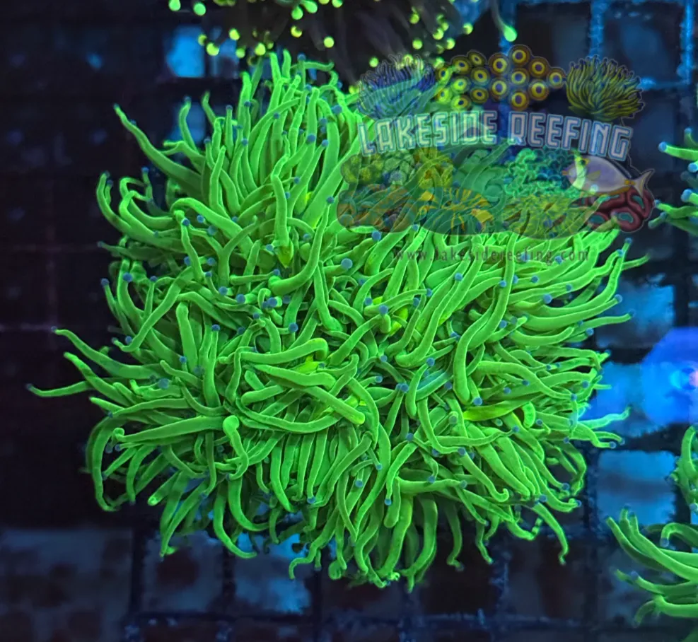 Ultra Lime Bright Green Blue Tips Torch Colony T1A2