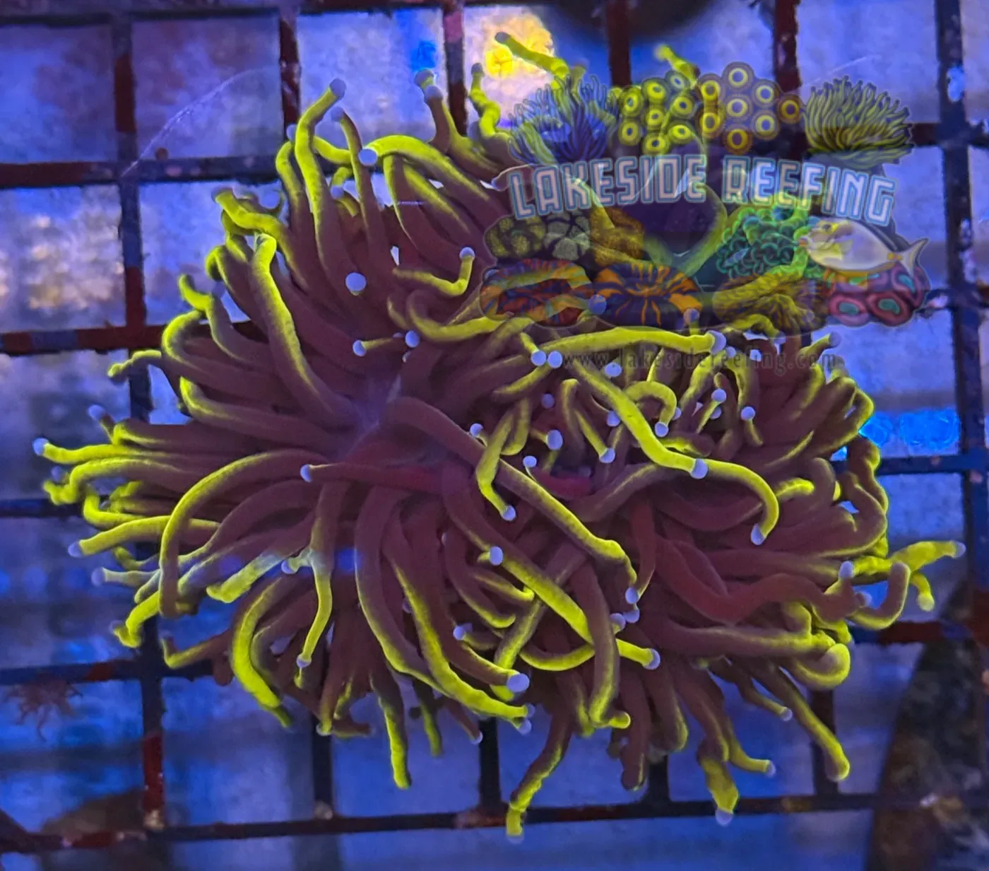 Ultra Gold Wolverine Torch R4A1