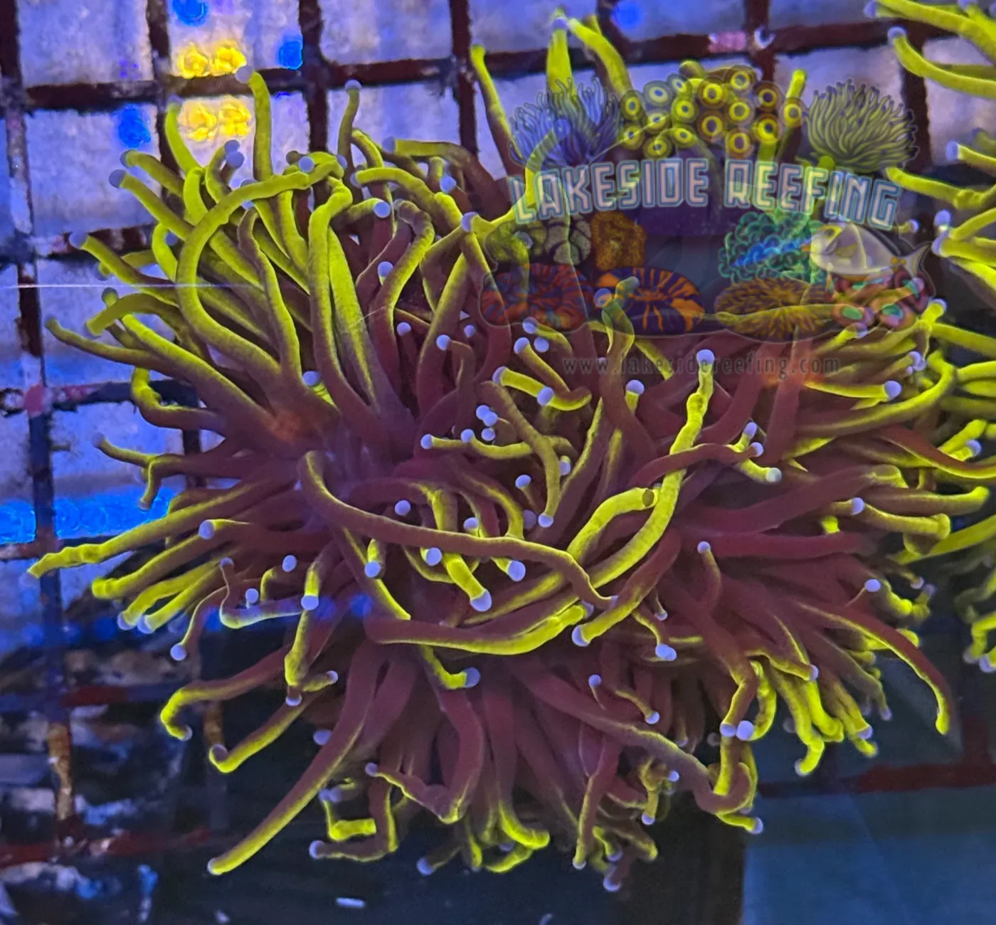 Ultra Gold Wolverine Torch R4B1