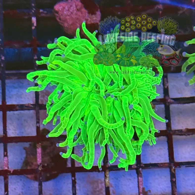 Bright OG Holy Grail Torch Coral R4A7