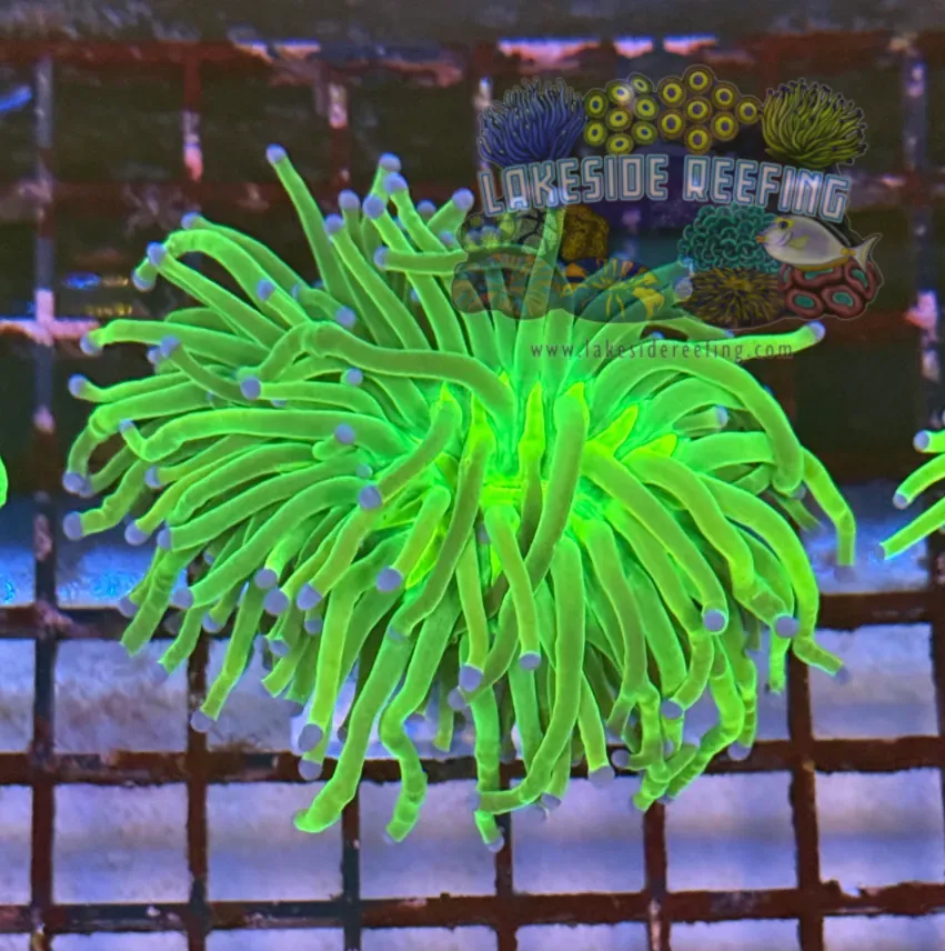 Bright OG Holy Grail Torch Coral R4B7