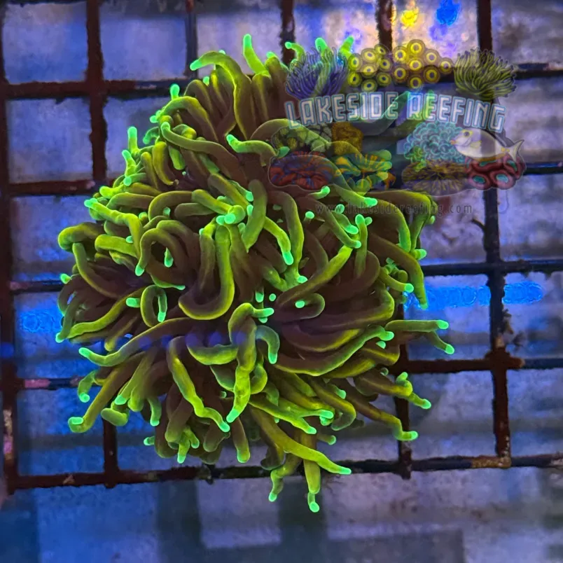 Ultra Dragon Soul Torch Coral R5A1