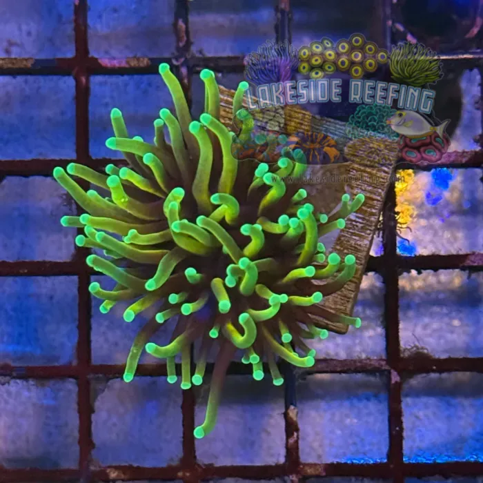 Ultra Dragon Soul Torch Coral R5A2