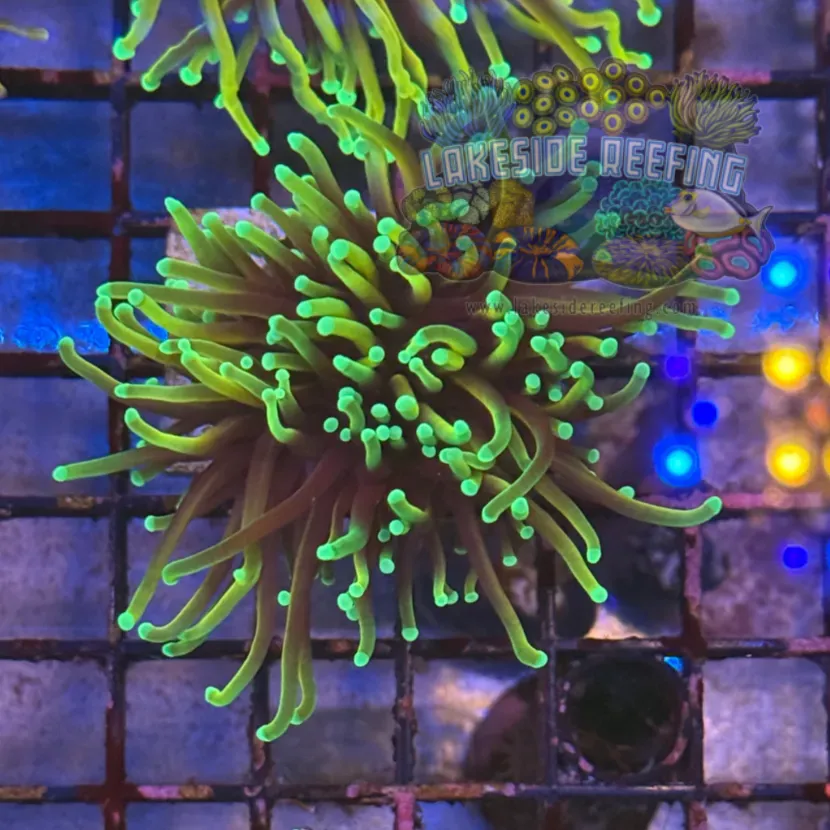 Ultra Dragon Soul Torch Coral R5A3