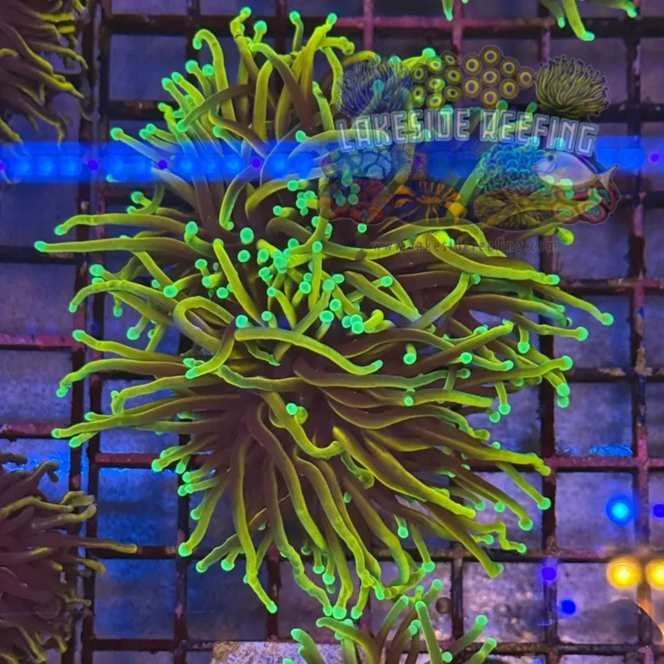 Ultra Dragon Soul Torch Coral R5A4