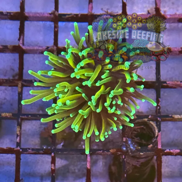 Ultra Dragon Soul Torch Coral R5A6