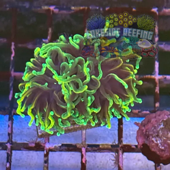 Ultra Dragon Soul Torch Coral R5A7