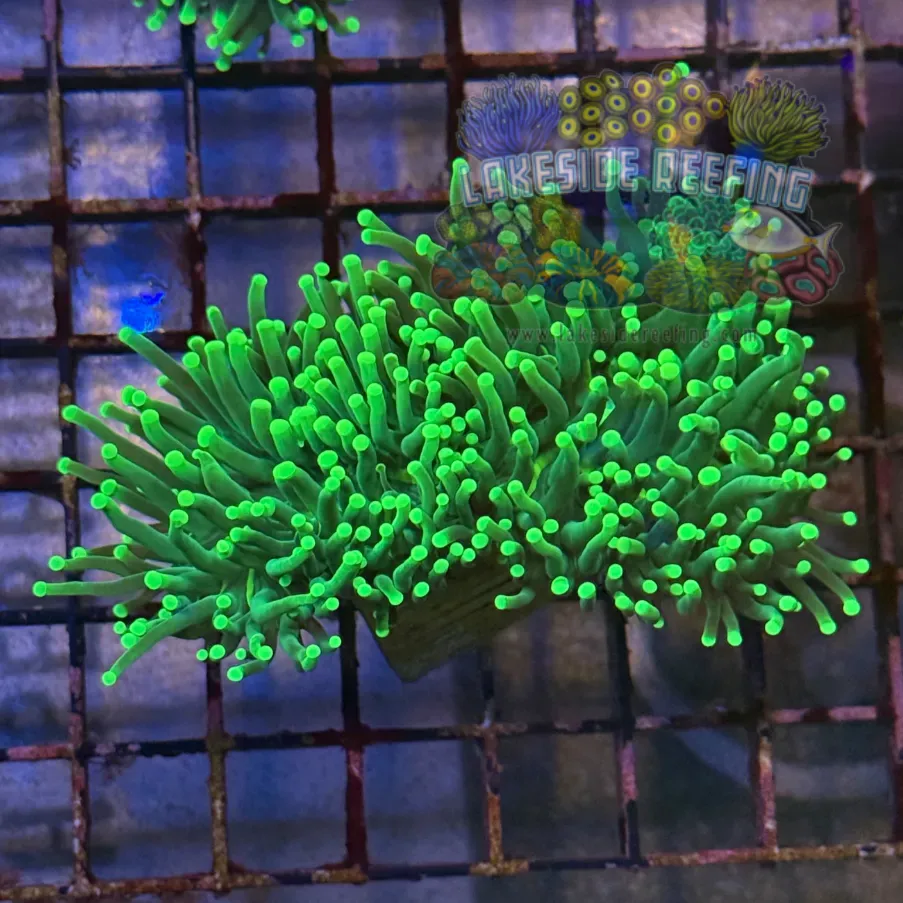 Green On Green Torch Coral R5B1