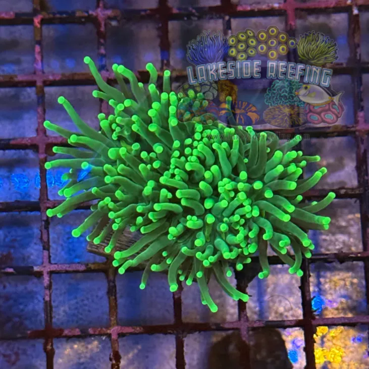 Green On Green Torch Coral R5B3