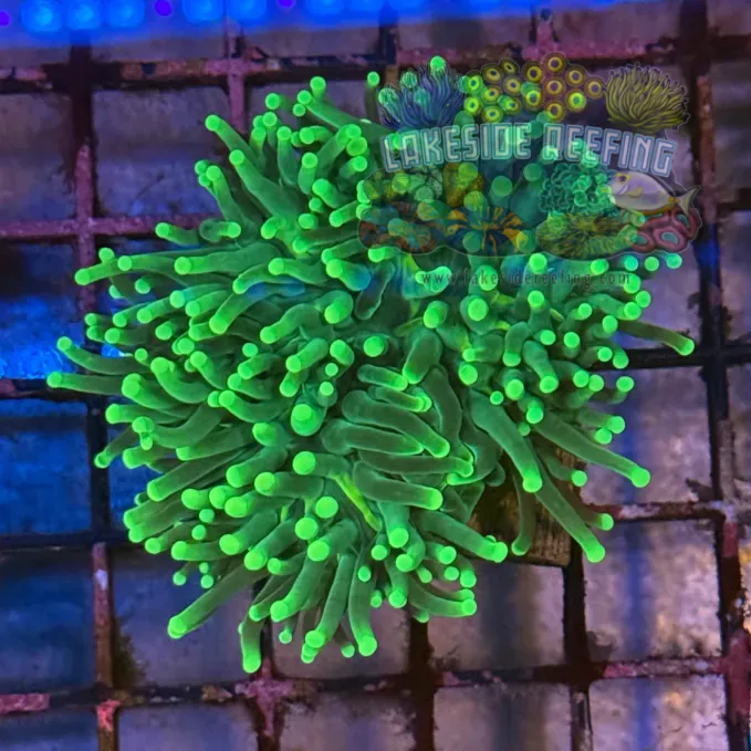 Green On Green Torch Coral R5B4