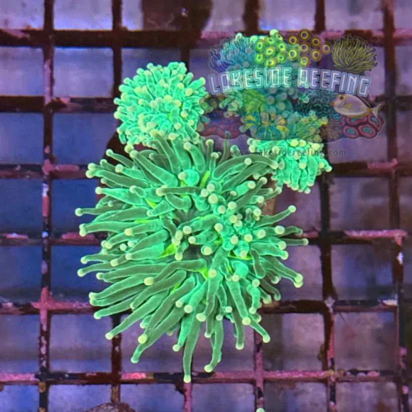 Green with White Tips Torch Coral R5B6