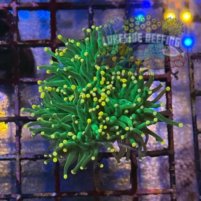 Green with Pink Tips Torch Coral R5C2