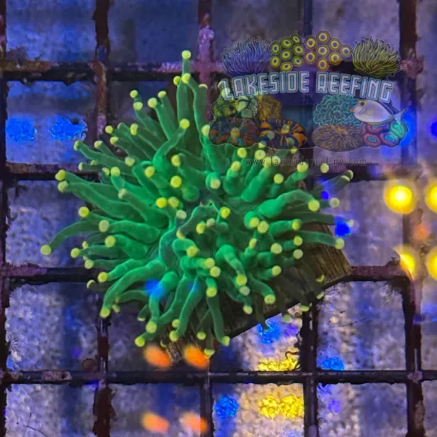 Green with Pink Tips Torch Coral R5C3