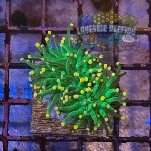 Green with Pink Tips Torch Coral R5C4