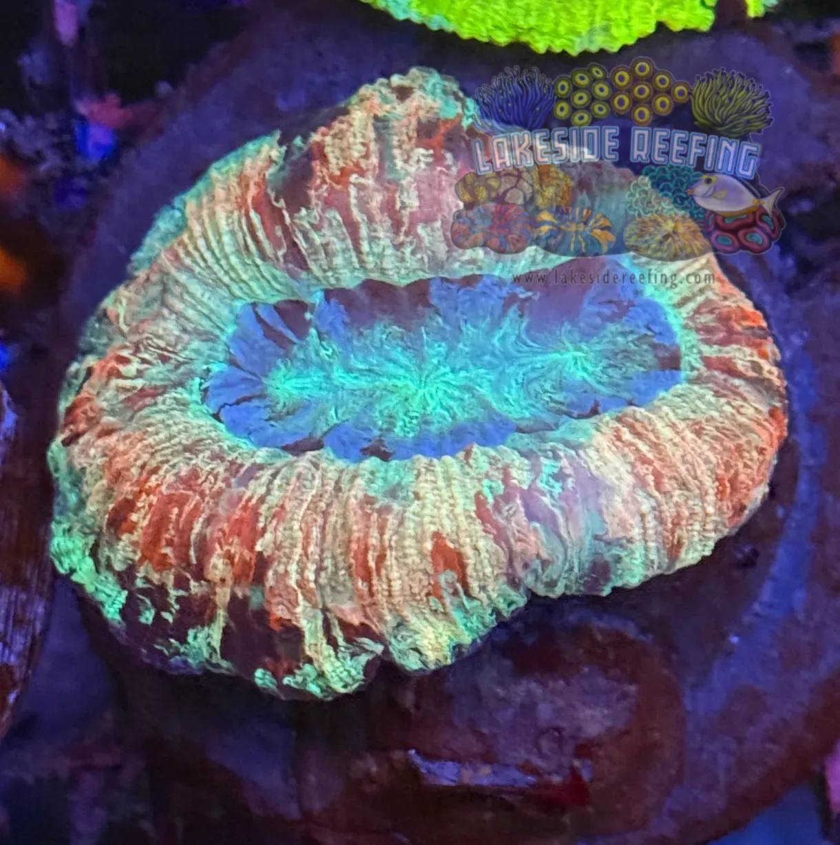 Red Mush Toxic Welso Coral