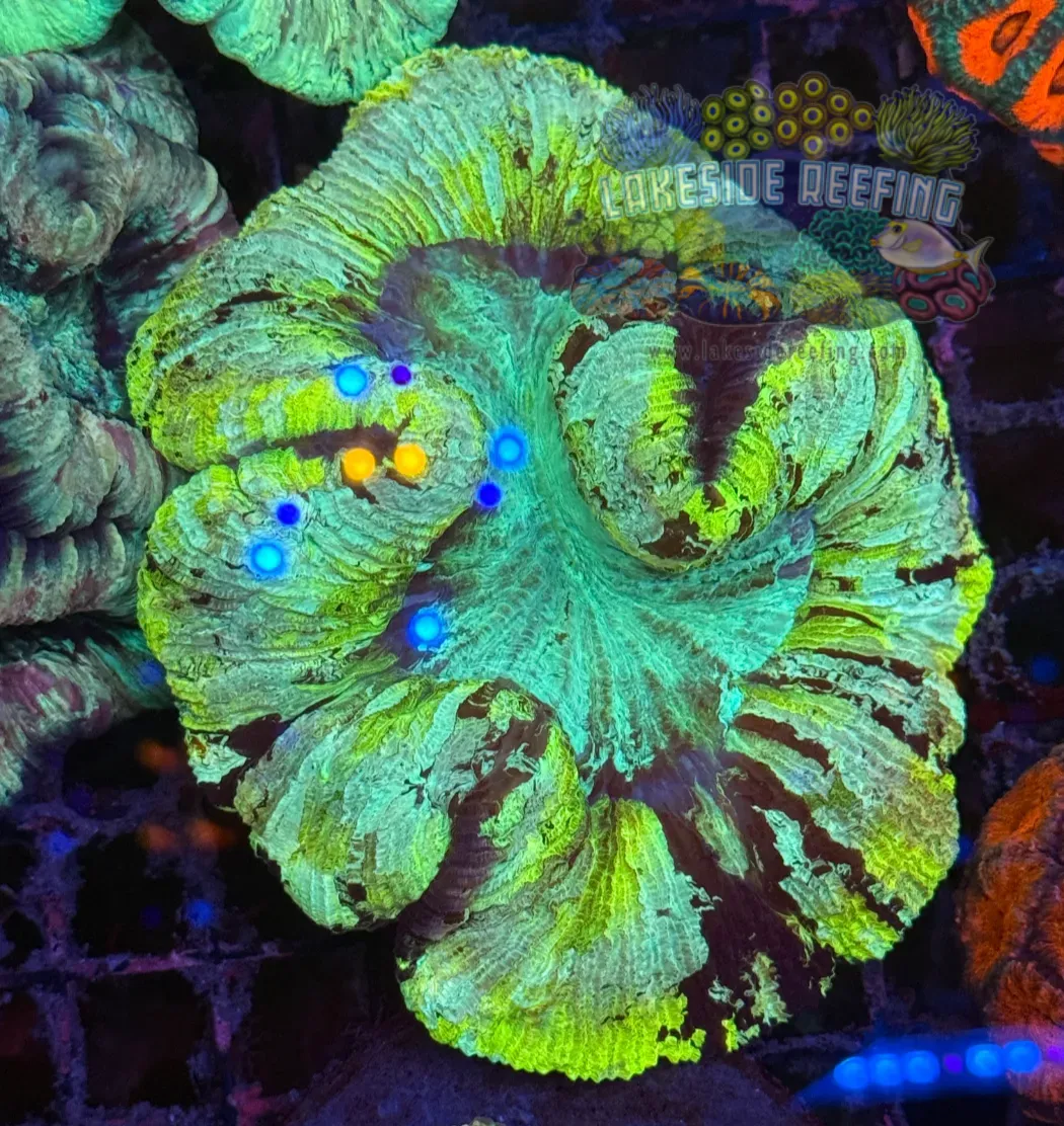 Ultra Keylime Welso Coral