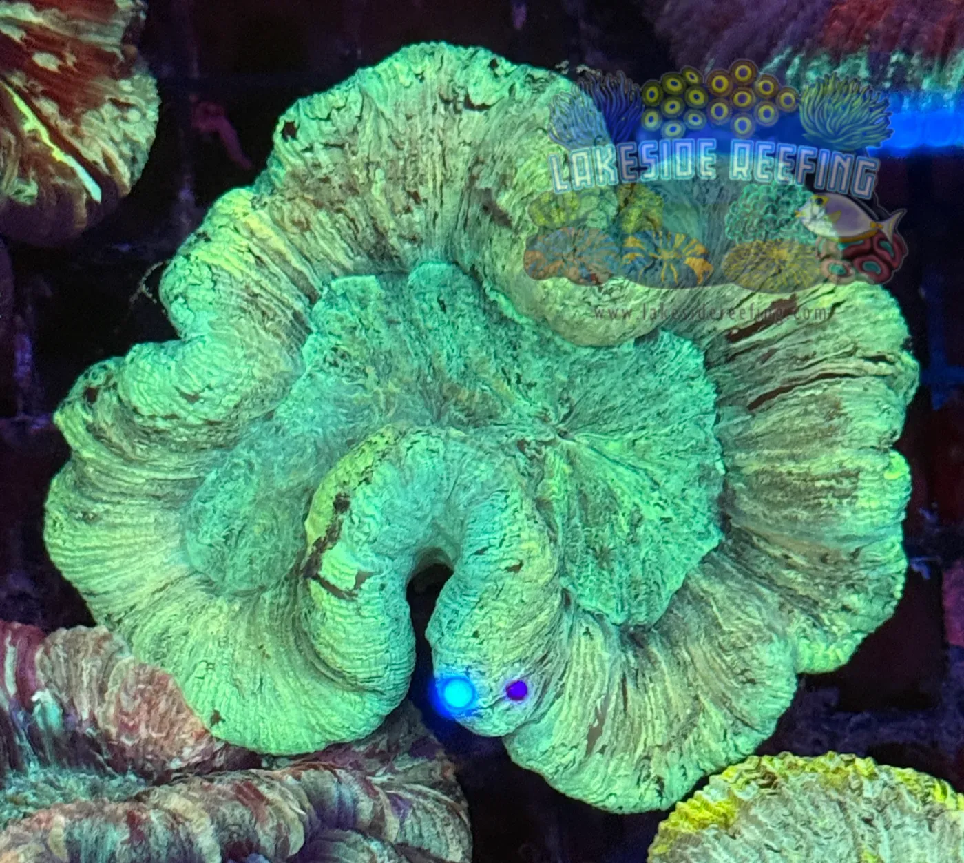 Green on Wave Welso Coral