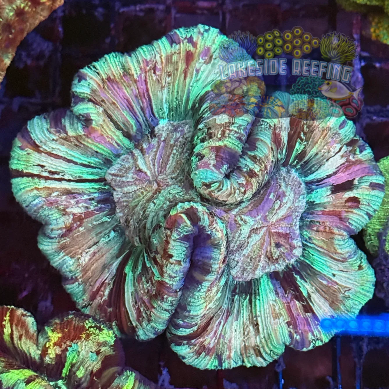 Striped Rainbow Welso