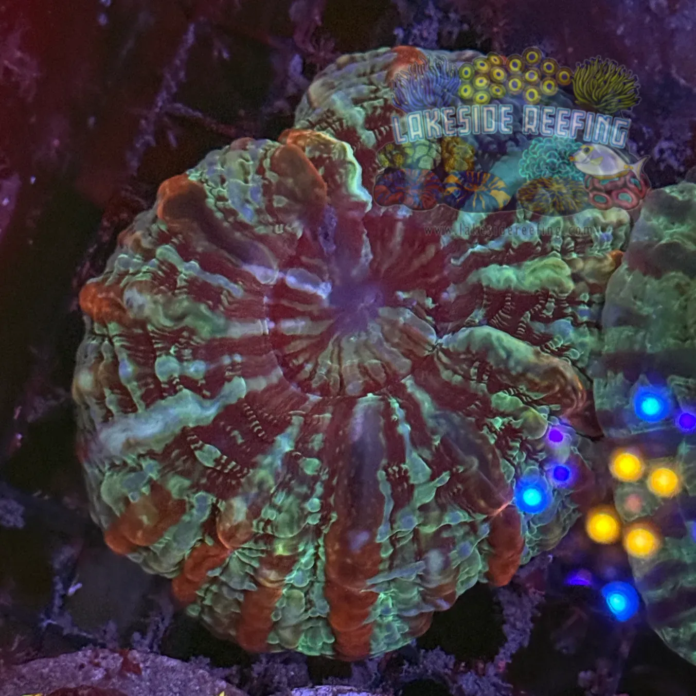 Green and Red Striped Indophyllia