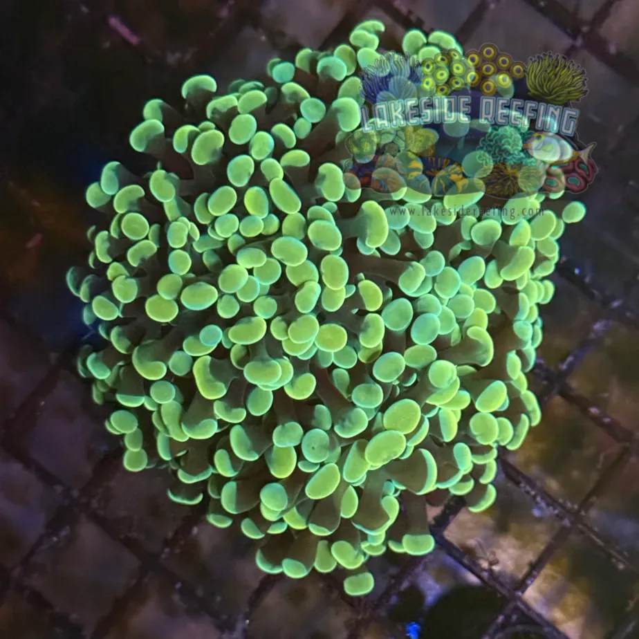 Gold Metallic Hammer Coral R1A4
