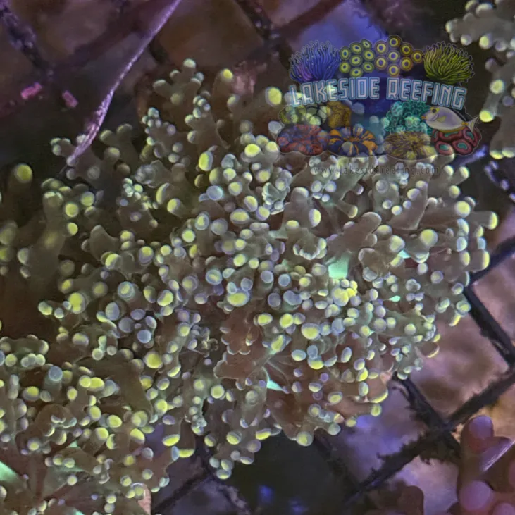Peach Octospawn Coral R1B4