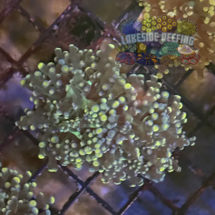 Peach Octospawn Coral R1B5
