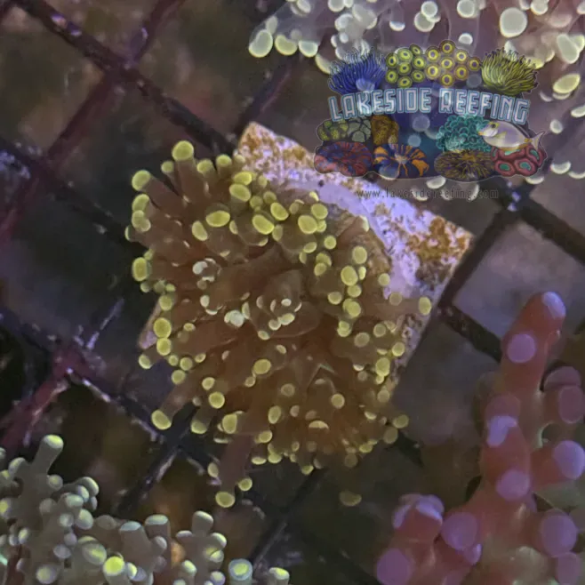 Peach Octospawn Coral R1B6