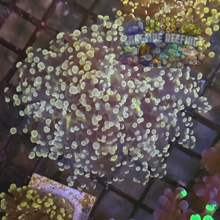 Peach Octospawn Coral R1B7