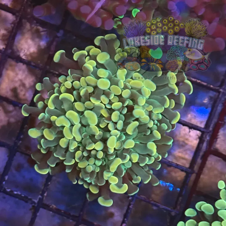 Gold Hammer Coral R1C3