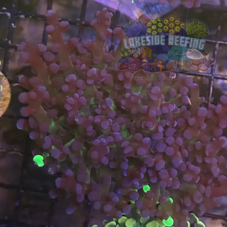 Grafted Green and Purple Frogspawn Coral R1C4