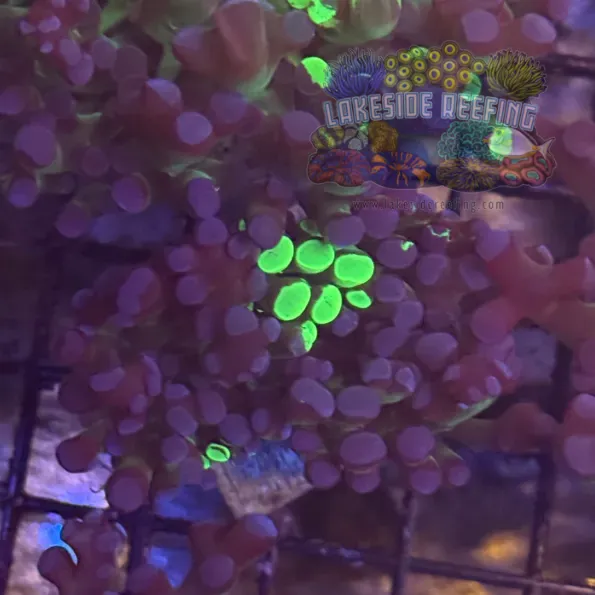 Grafted Green and Purple Frogspawn Coral R1C5