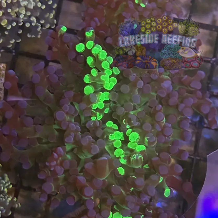 Grafted Green and Purple Frogspawn Coral R1C6