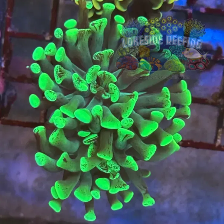 Toxic Green Splatter Hammer Coral R2A1