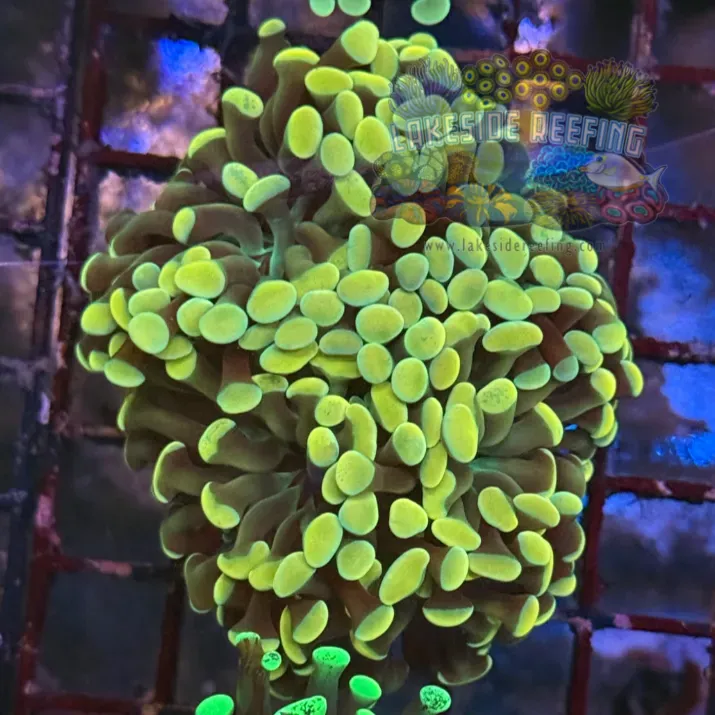 Ultra Gold Hammer Coral R2A2