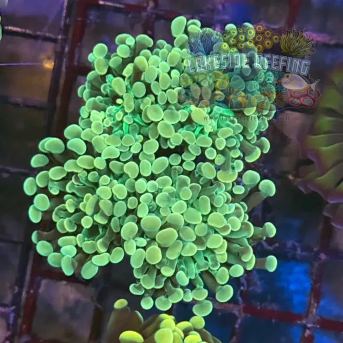 Gold and Green Hammer Coral R2A3