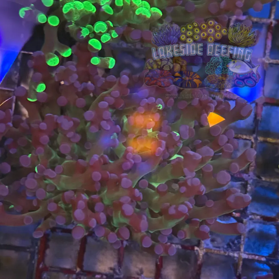 Grafted Green and Purple Frogspawn Coral R2A4