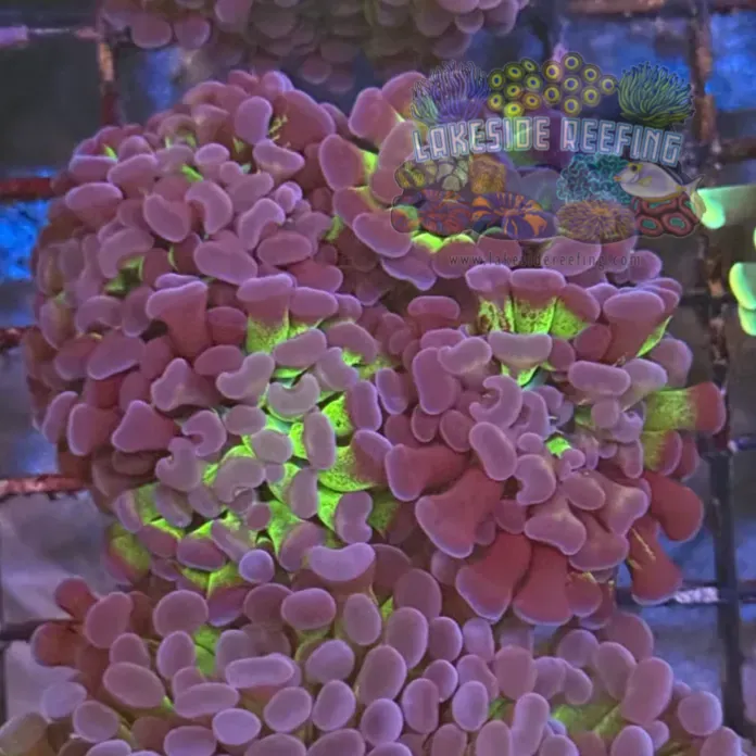 Bi Color Metallic Hammer Coral R2C2