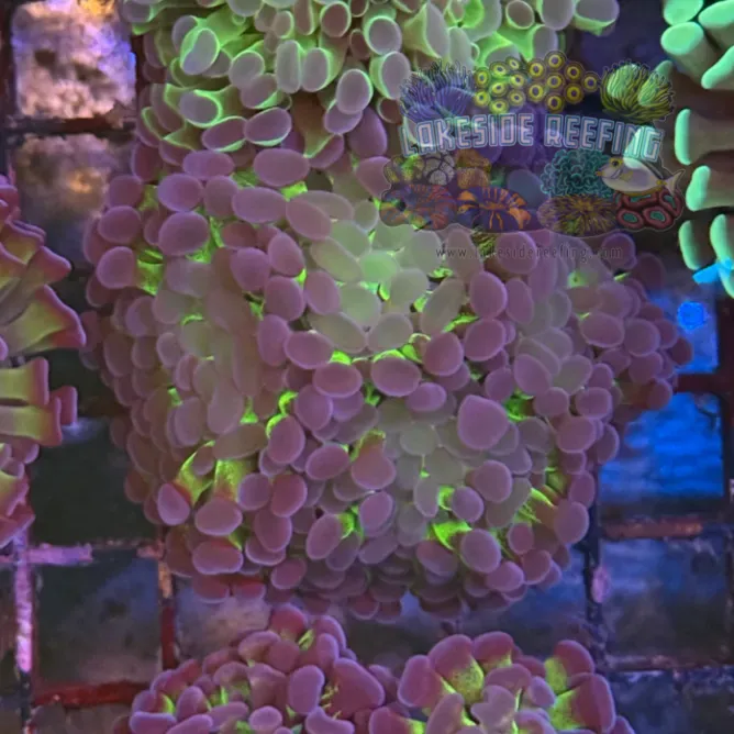 Bi Color Metallic Hammer Coral R2C3