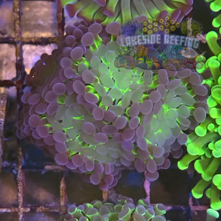 Ultra Bi Color Metallic Hammer Coral R2C4