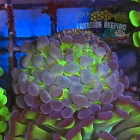 Ultra Bi Color Metallic Hammer Coral R2C6