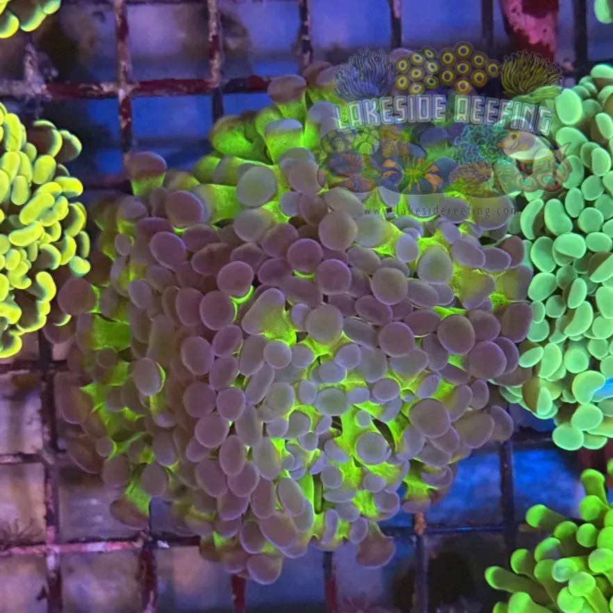 Ultra Bi Color Metallic Hammer Coral R2C7