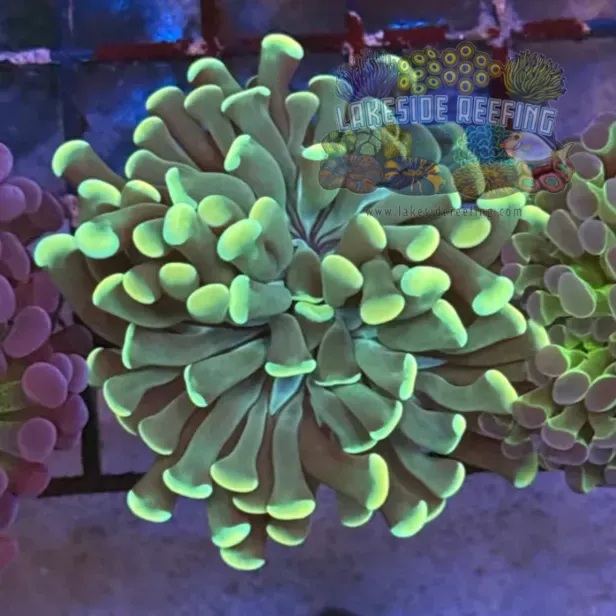 Gold and Green Hammer Coral R2D1