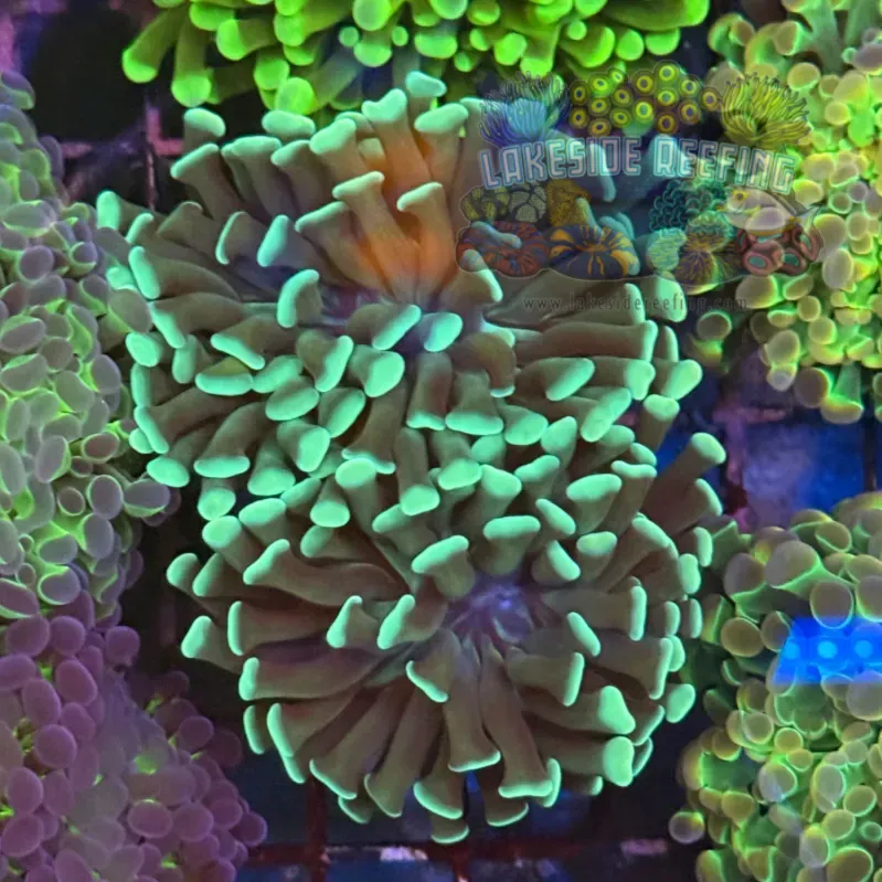 Mint Green Hammer Coral R2D3