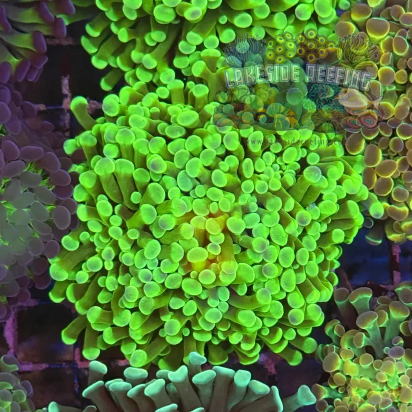 Ultra Bright Green Hammer Coral R2D4