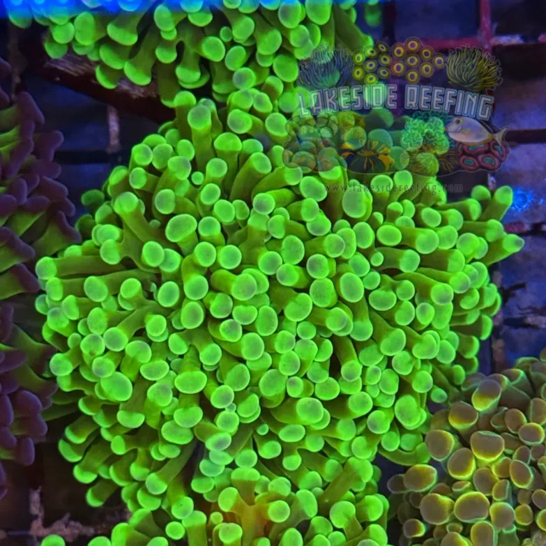 Ultra Bright Green Hammer Coral R2D5