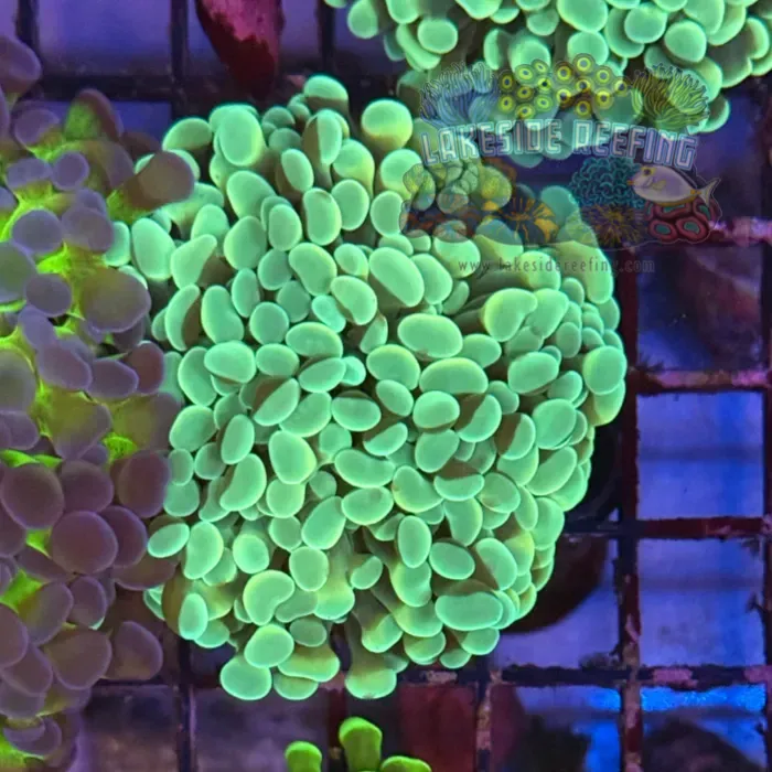Mint Green/Gold Hammer Coral R2D7